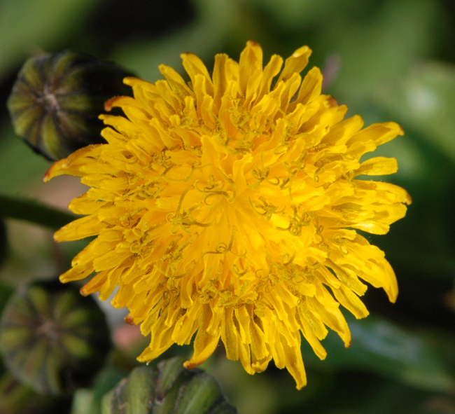 Sonchus oleraceus / Grespino comune