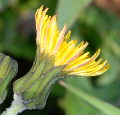 Sonchus oleraceus / Grespino comune