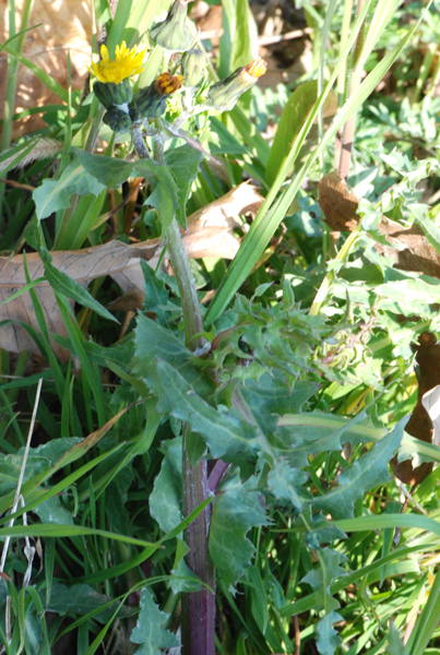 Sonchus oleraceus / Grespino comune