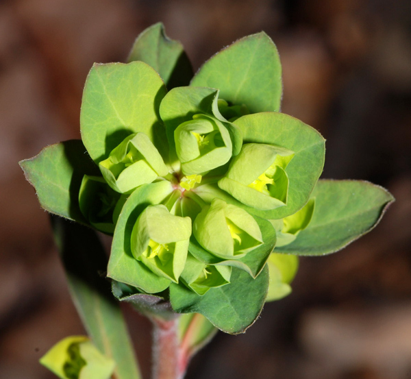 Euphorbia amygdaloides / Euforbia delle faggete