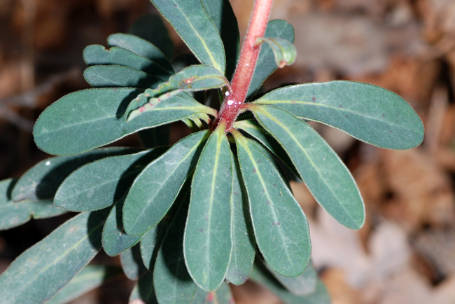 Euphorbia amygdaloides / Euforbia delle faggete