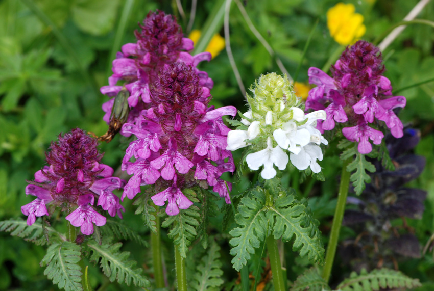 Pedicularis verticillata / Pedicolare a foglie verticillate