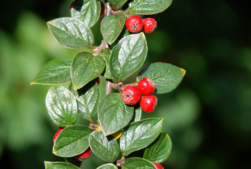 Cotoneaster sp.