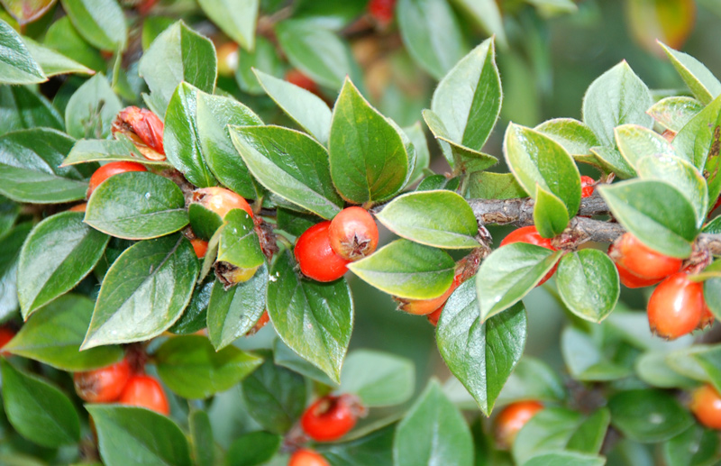 Cotoneaster sp.
