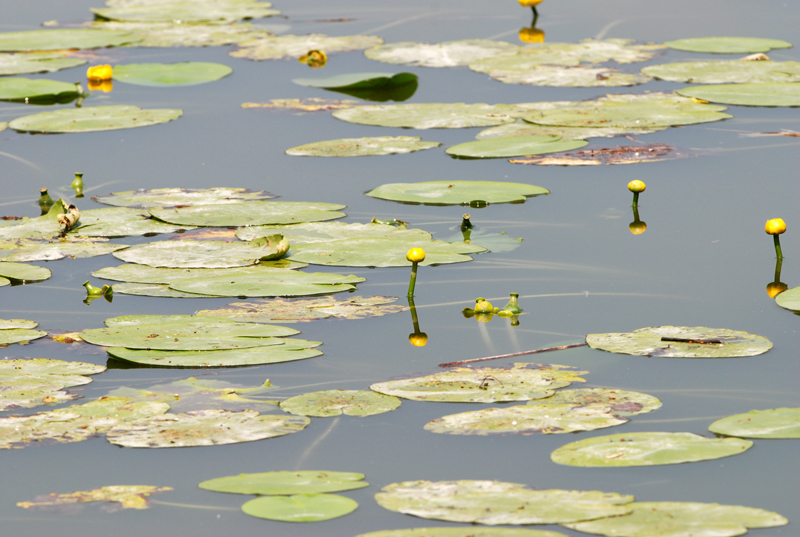 Nuphar lutea / Ninfea gialla