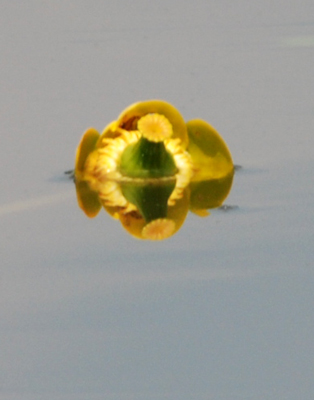 Nuphar lutea / Ninfea gialla