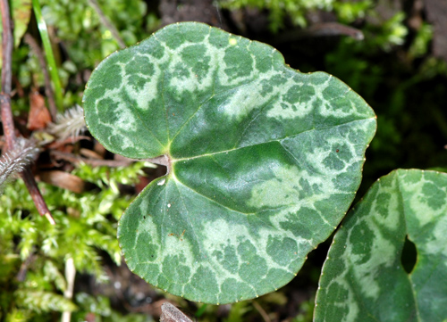 Cyclamen purpurascens / Ciclamino delle Alpi