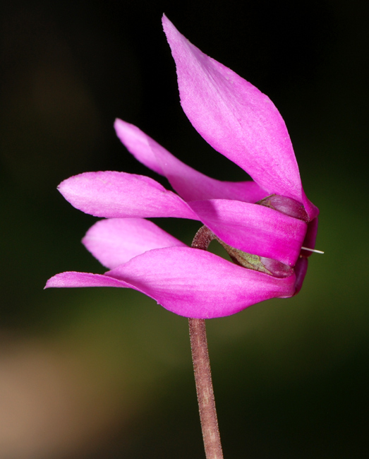 Cyclamen purpurascens / Ciclamino delle Alpi