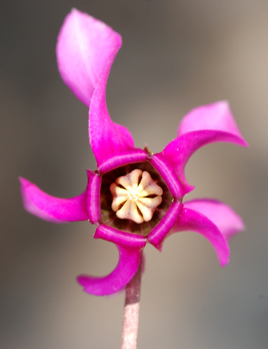 Cyclamen purpurascens / Ciclamino delle Alpi