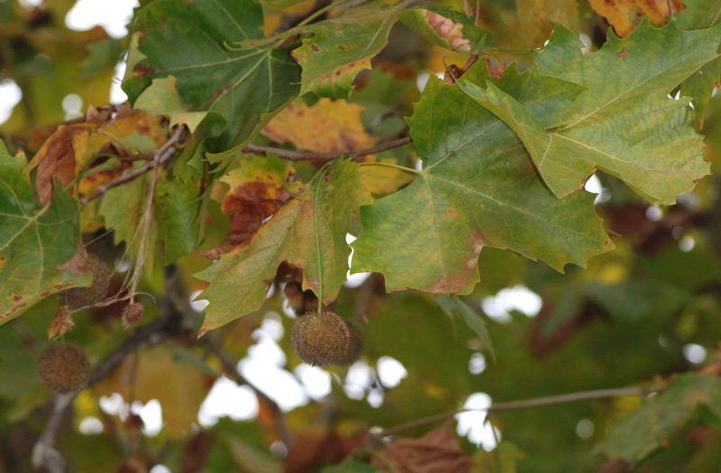 Platanus hispanica / Platano comune (pianta coltivata)