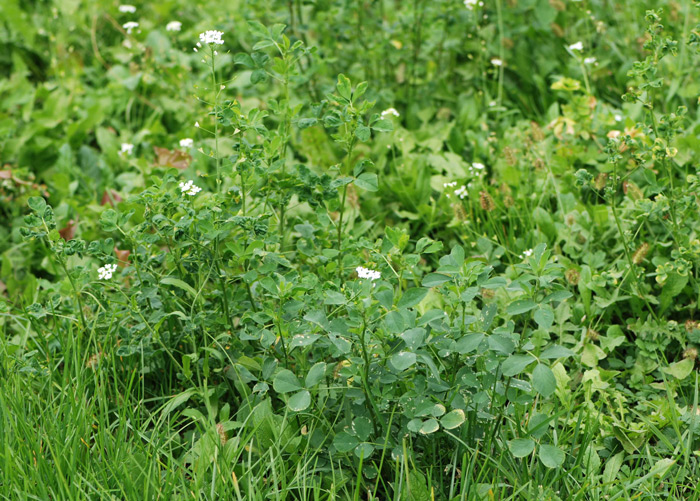 Capsella grandiflora / Borsapastore a fiori grandi