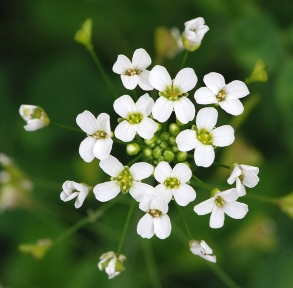 Capsella grandiflora / Borsapastore a fiori grandi