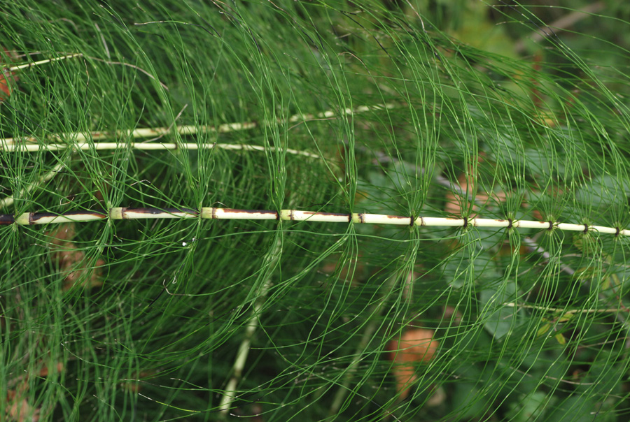 Equisetum telmateja