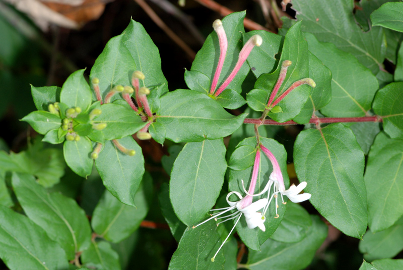 Lonicera japonica