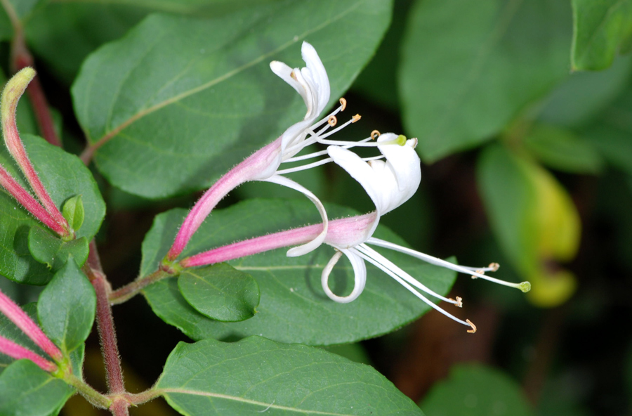 Lonicera japonica