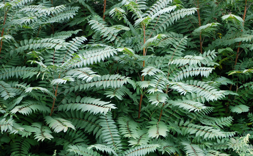 Ailanthus altissima / Ailanto (pianta coltivata)