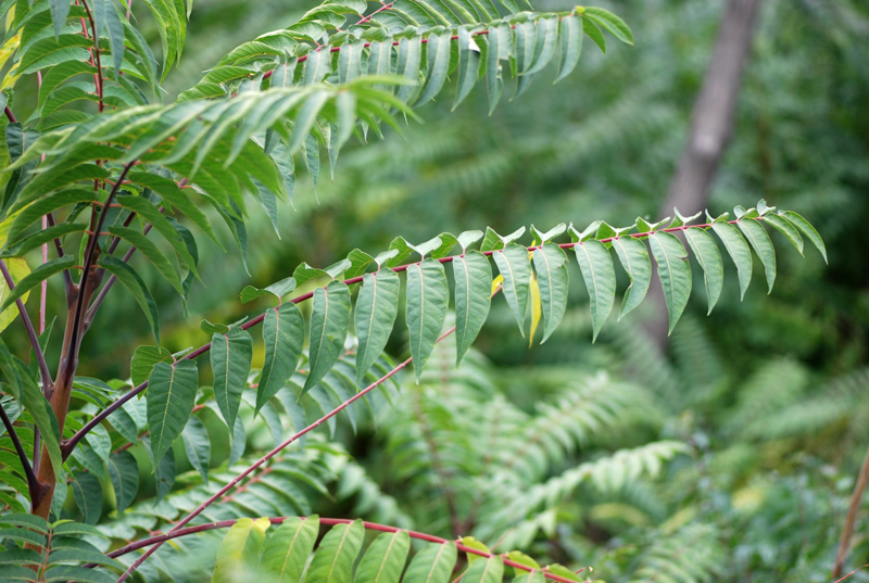 Ailanthus altissima / Ailanto (pianta coltivata)