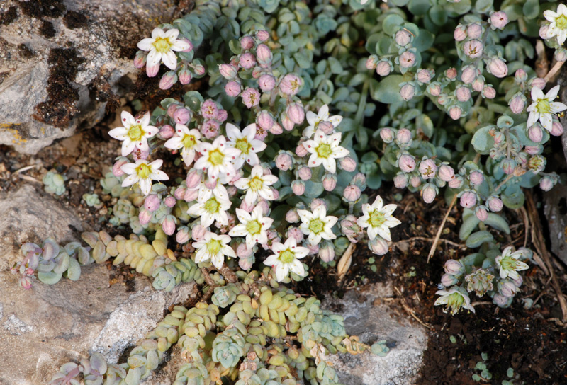 Sedum dasyphyllum / Borracina cinerea