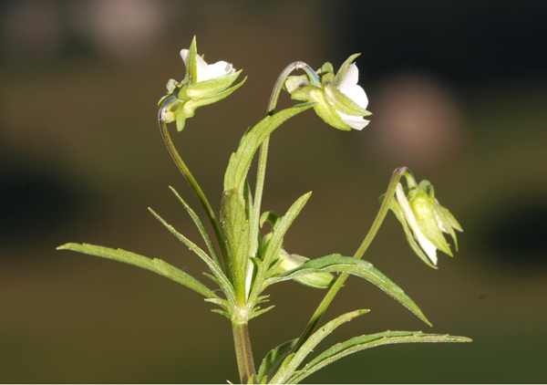 Viola arvensis / Viola dei campi