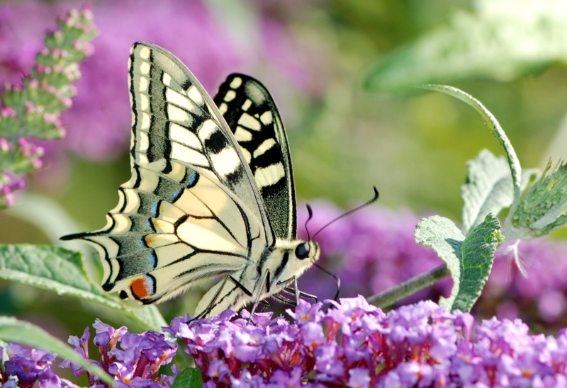 Papilio machaon