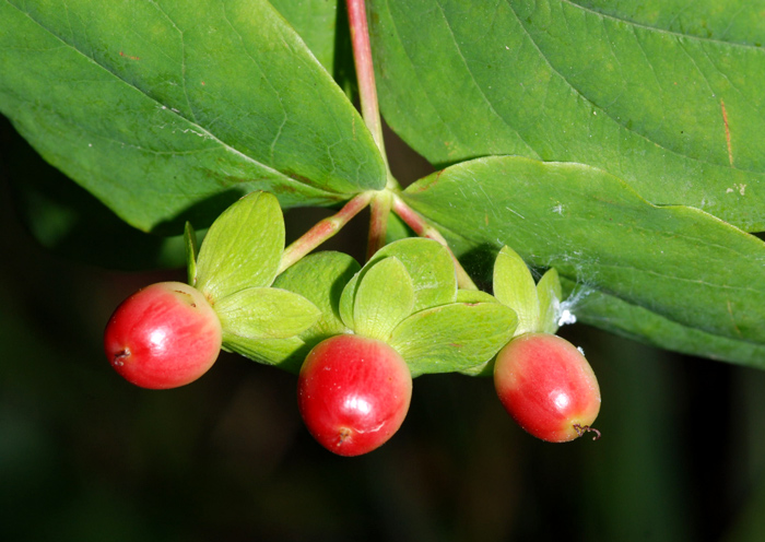 Hypericum androsaemum / Erba di S.Giovanni arbustiva