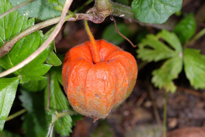 Alkekengi officinarum (=Physalis alkekengi) / Alchechengi