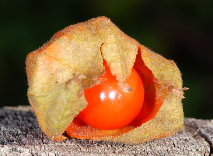 Alkekengi officinarum (=Physalis alkekengi) / Alchechengi