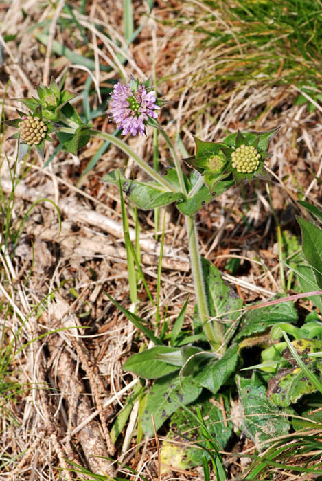 da determinare - Dipsacacea