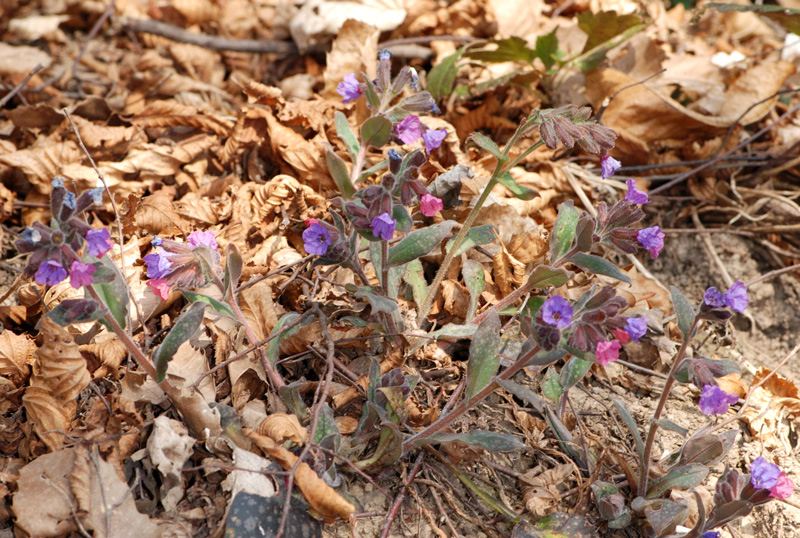 Pulmonaria officinalis / Polmonaria maggiore