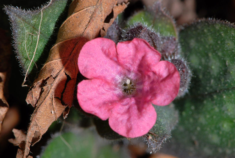 Pulmonaria officinalis / Polmonaria maggiore