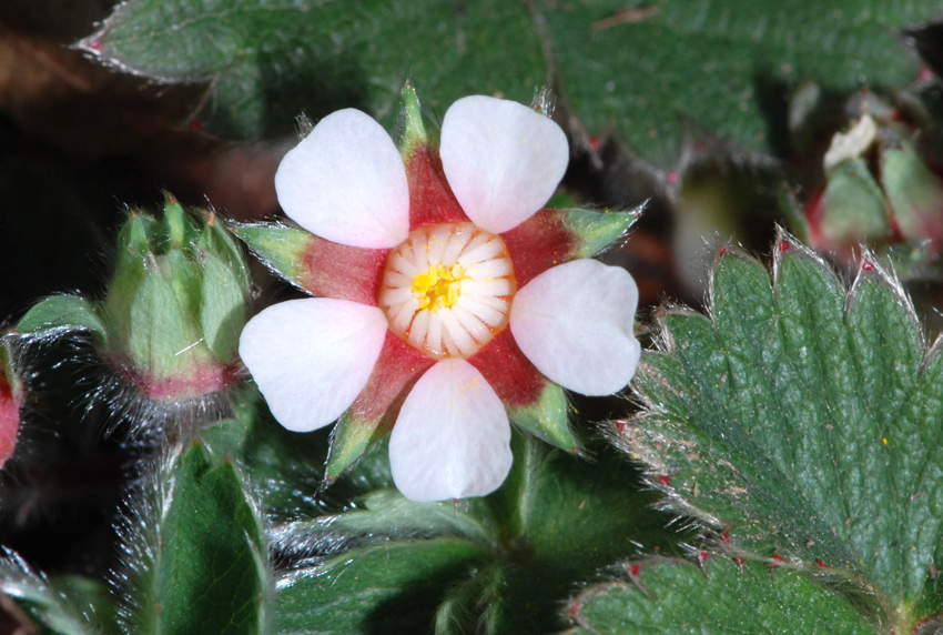 Potentilla micrantha / Cinquefoglie fragola-secca