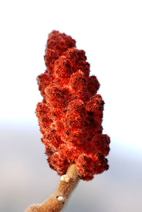 Rhus typhina / Sommaco maggiore