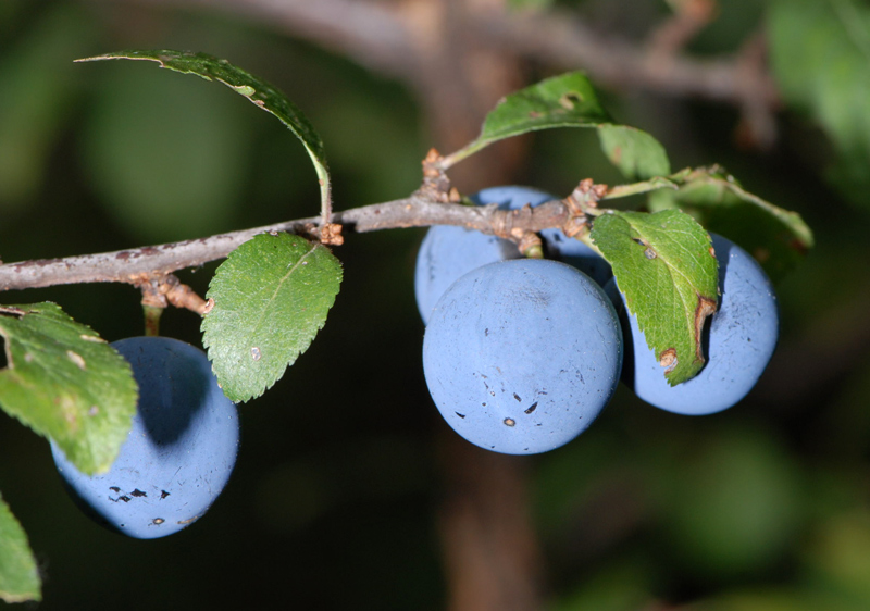 Prunus spinosa / Pruno selvatico, Prugnolo