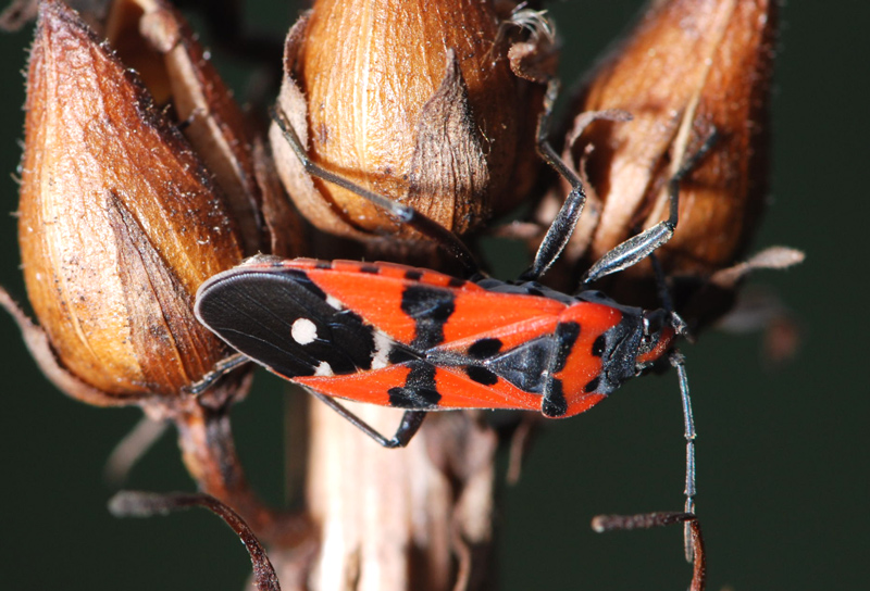 Lygaeus equestris & Lygaeus simulans