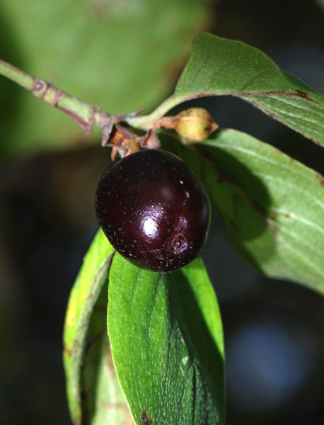 Cornus mas / Corniolo maschio