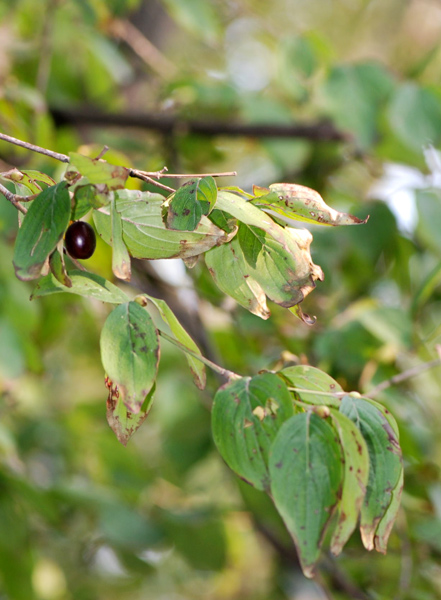 Cornus mas / Corniolo maschio
