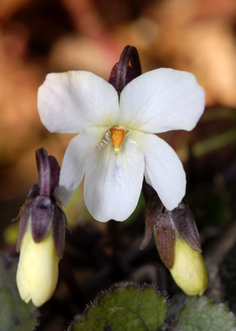 Viola alba  / Viola bianca