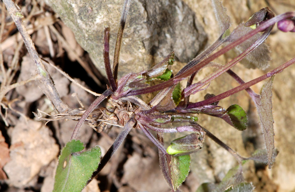 Viola alba  / Viola bianca