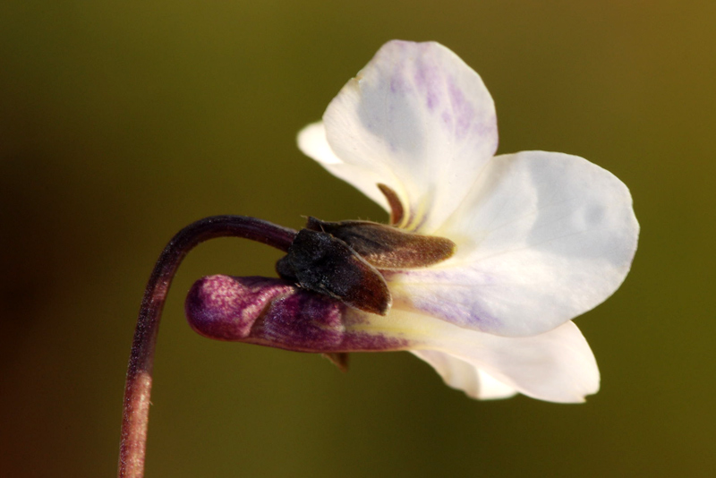 Viola alba  / Viola bianca