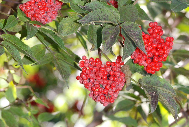 Sambucus racemosa / Sambuco rosso