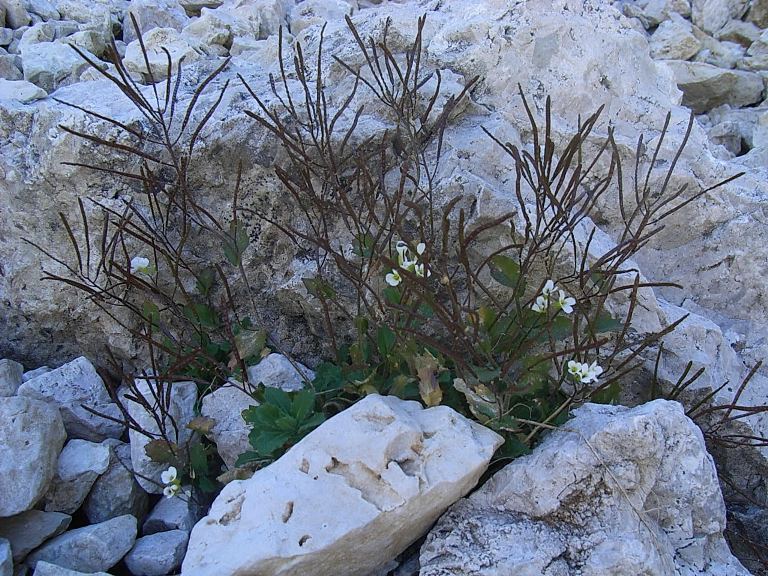 Arabis alpina
