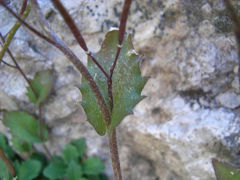 Arabis alpina