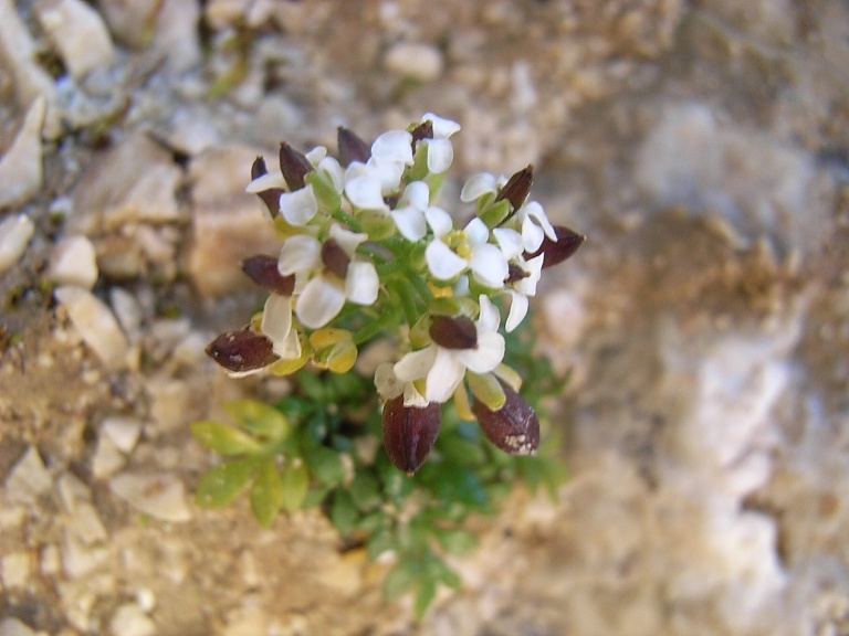 Sui macereti - Hornungia alpina sl.