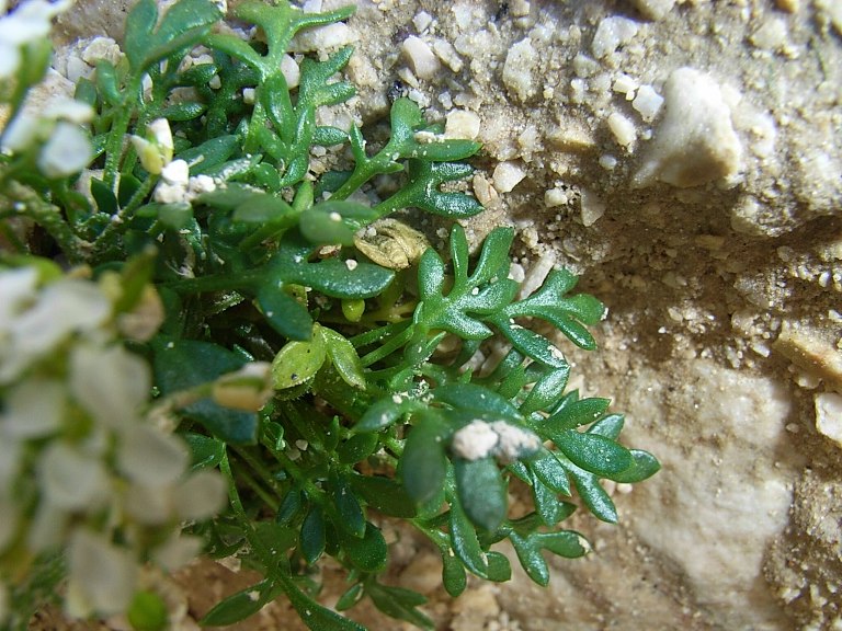 Sui macereti - Hornungia alpina sl.