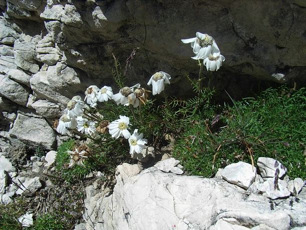 Achillea barrelieri subsp. oxyloba /Millefoglio dei maceretI