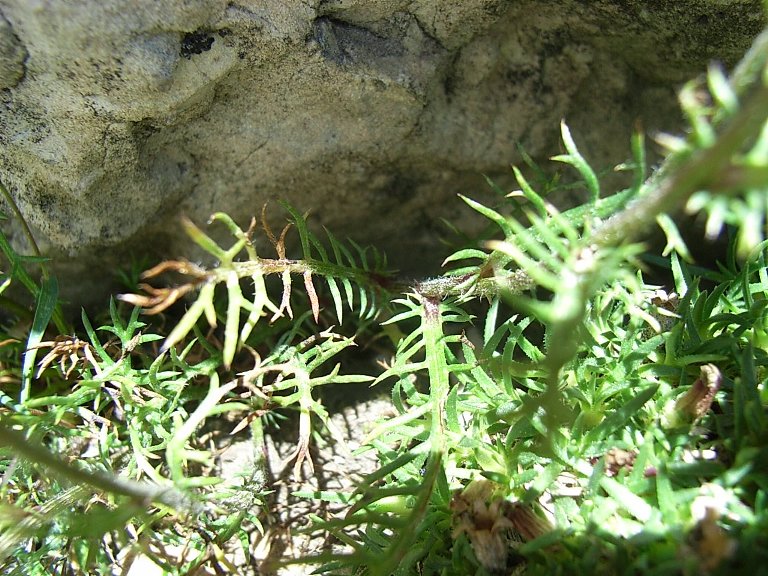 Achillea barrelieri subsp. oxyloba /Millefoglio dei maceretI