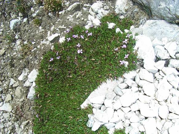 Silene acaulis / Silene acaule