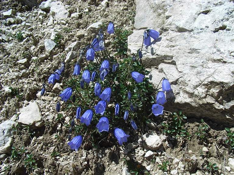 Campanula scheuchzeri