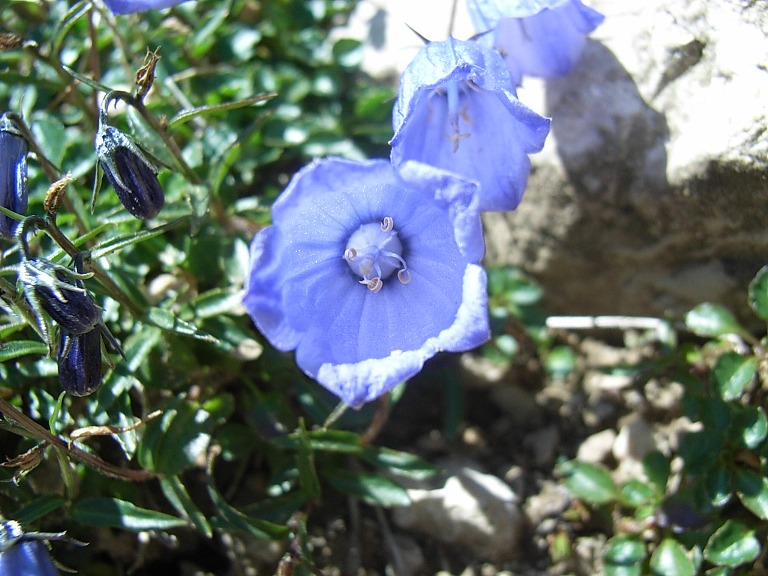 Campanula scheuchzeri