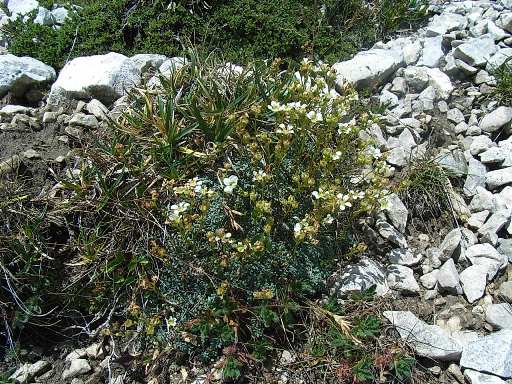 Saxifraga caesia